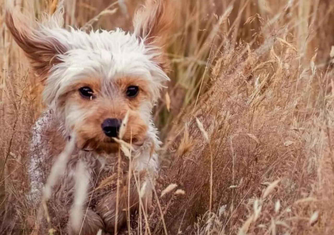 Farmhouse & Cottage At Geufron Farm - Dog Friendly Bryn-crug 외부 사진