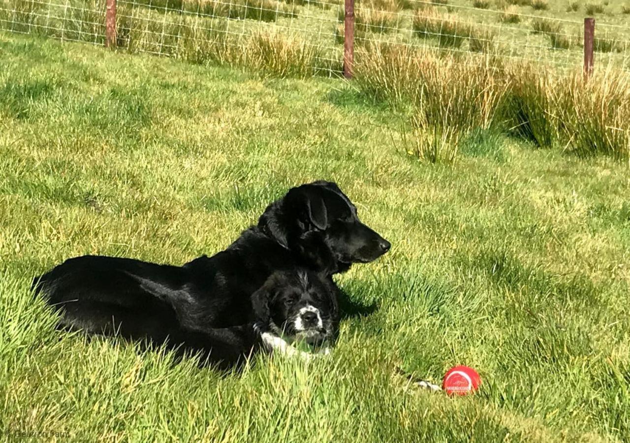 Farmhouse & Cottage At Geufron Farm - Dog Friendly Bryn-crug 외부 사진